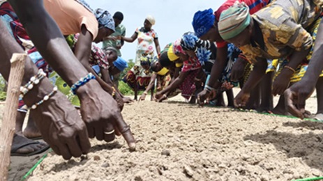 400 maraîchers du Goulmou et du Nakambé formés à la production maraîchère : un partenariat multi-acteurs gagnant